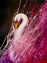 MIRE: Back Swan